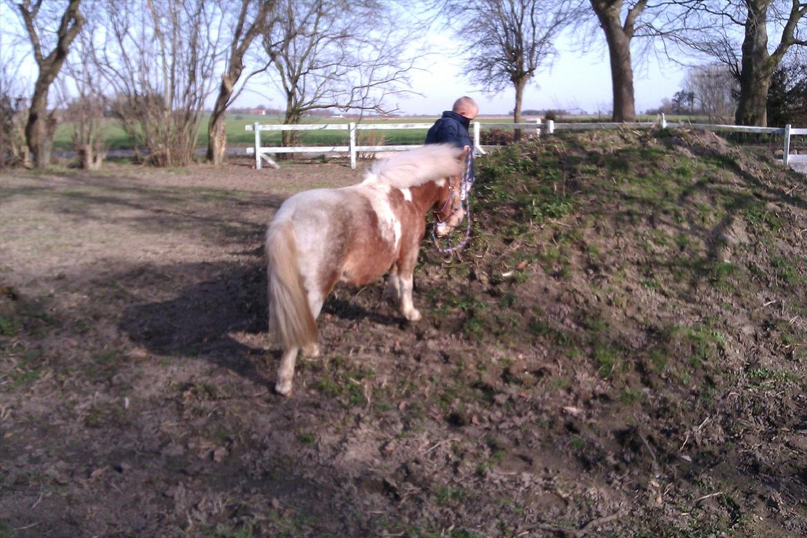 Anden særlig race Little Miss Layla billede 9