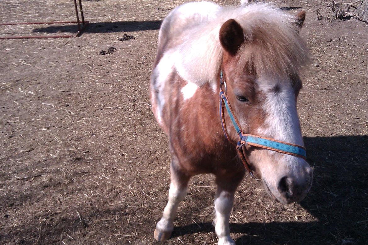 Anden særlig race Little Miss Layla billede 12