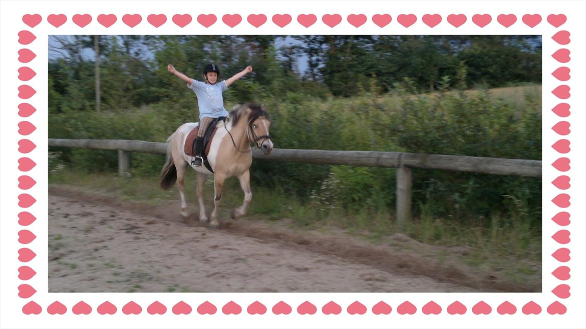 Anden særlig race Troja billede 2