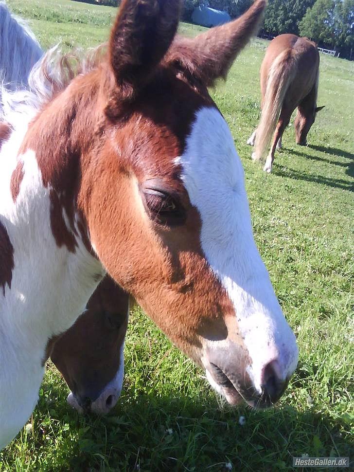 Anden særlig race Amazing Braveheart billede 1