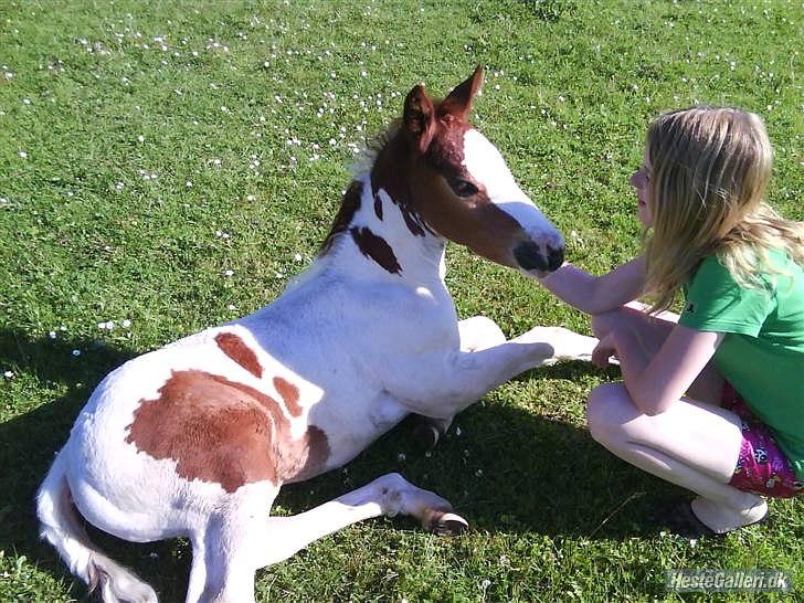 Anden særlig race Amazing Braveheart billede 2