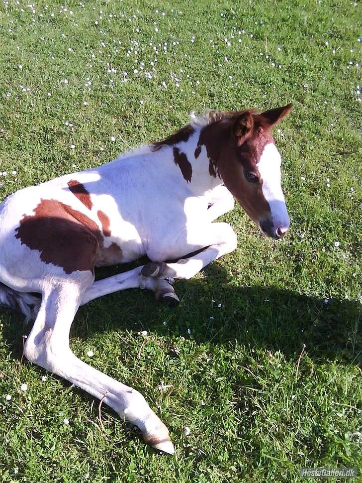 Anden særlig race Amazing Braveheart billede 3