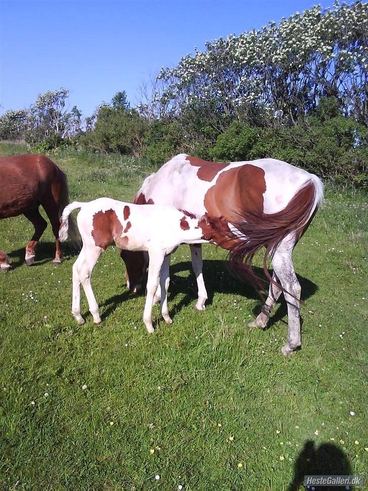 Anden særlig race Amazing Braveheart billede 4