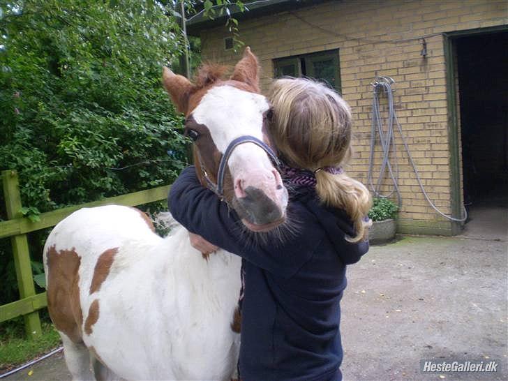 Anden særlig race Amazing Braveheart billede 5