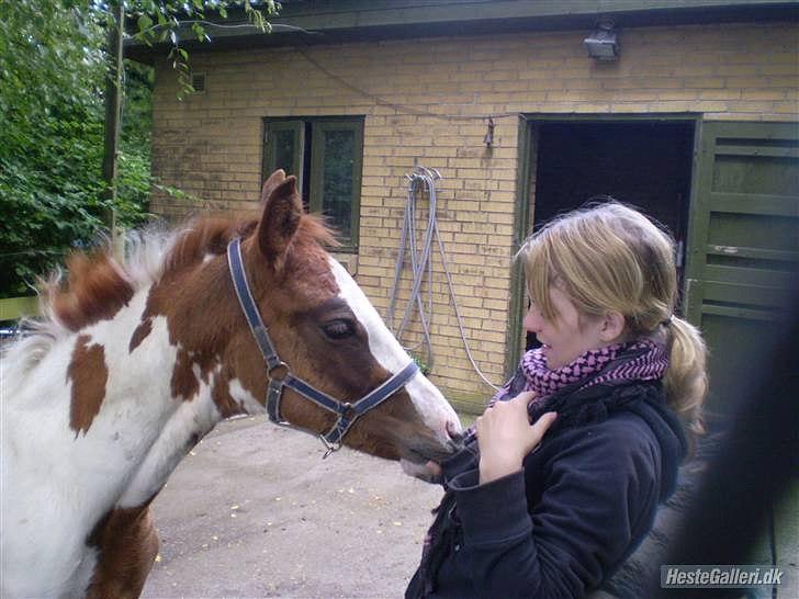 Anden særlig race Amazing Braveheart billede 6