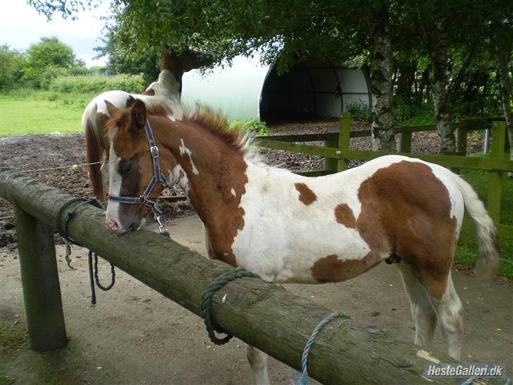 Anden særlig race Amazing Braveheart billede 7