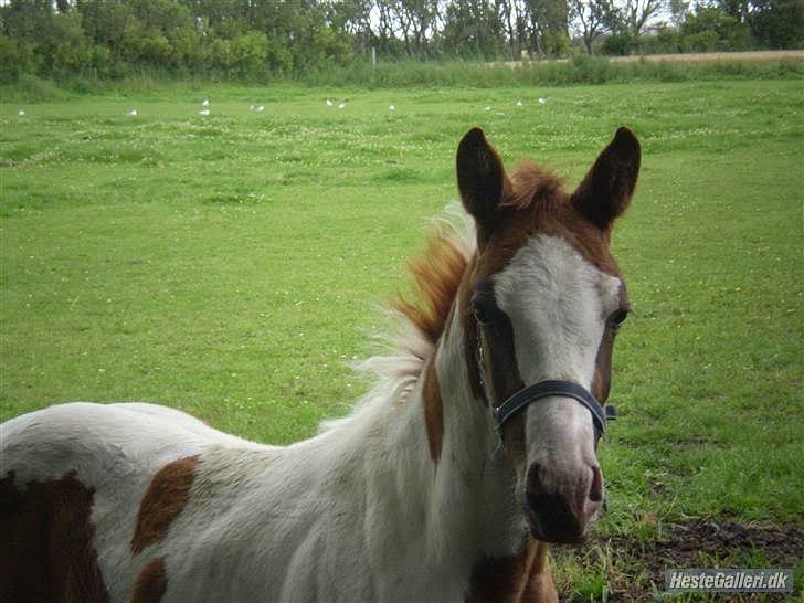 Anden særlig race Amazing Braveheart billede 9