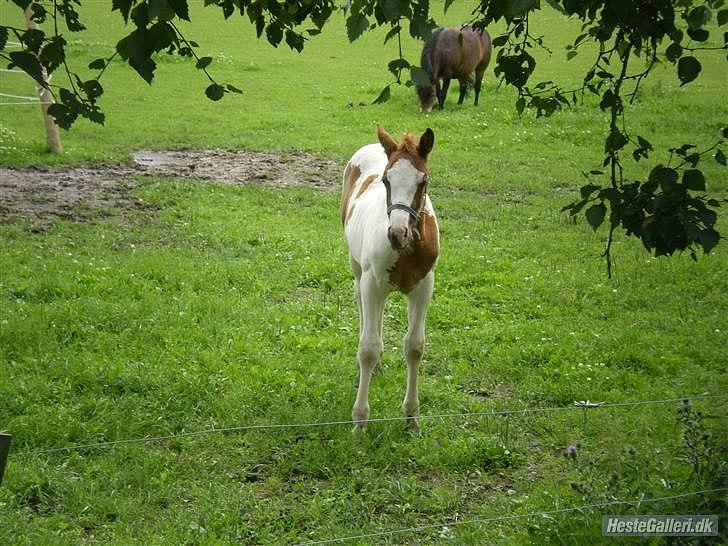 Anden særlig race Amazing Braveheart billede 10