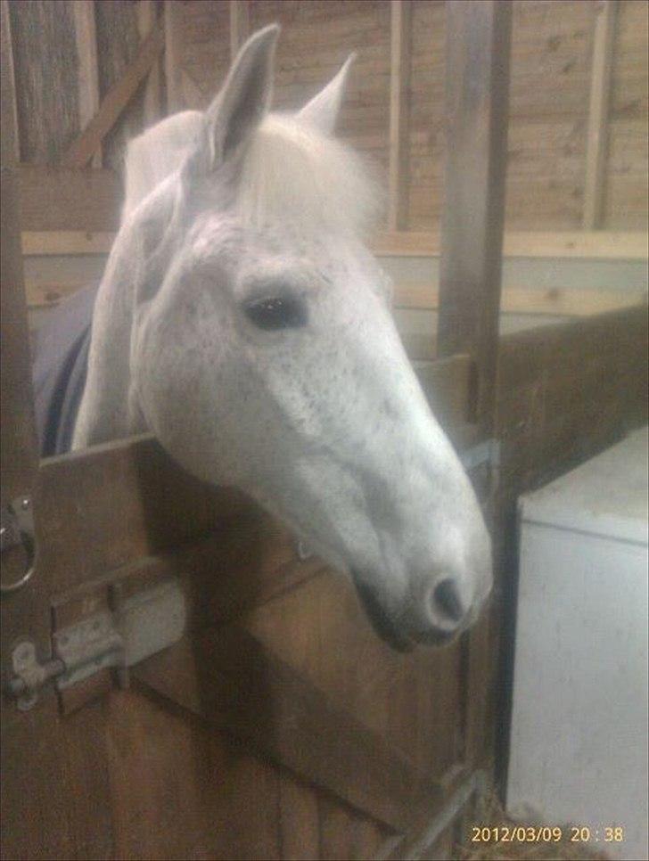 Anden særlig race Micky | Min ponymus <3 billede 3