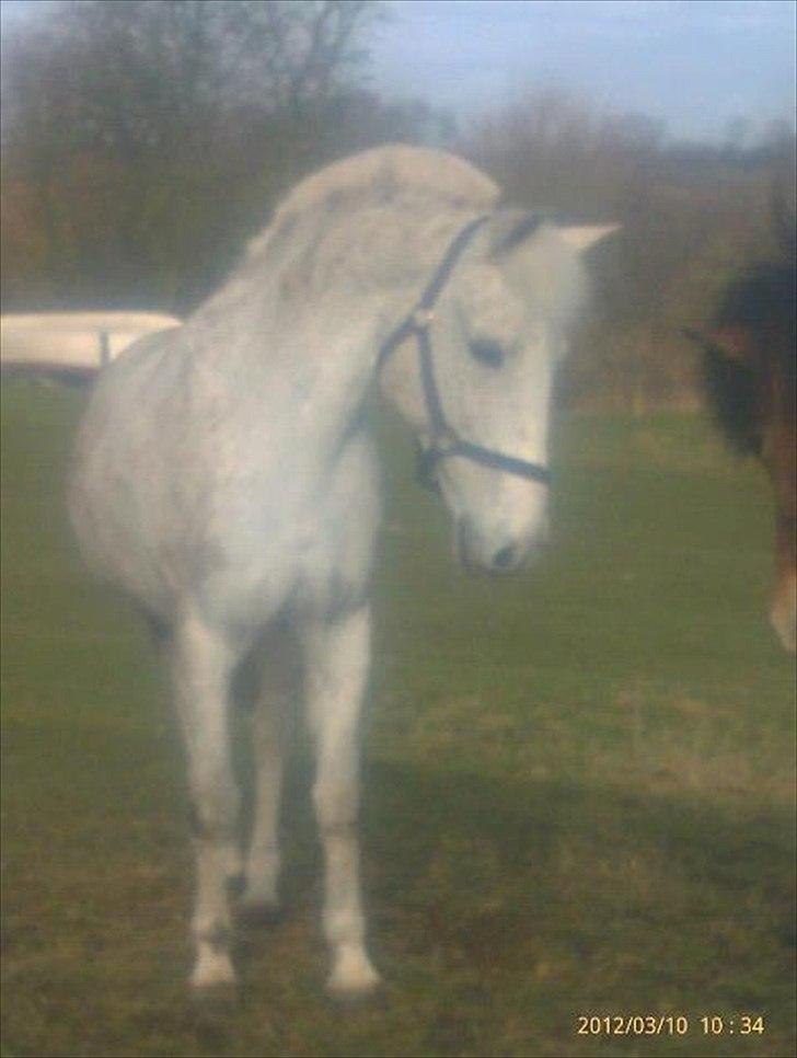 Anden særlig race Micky | Min ponymus <3 billede 5