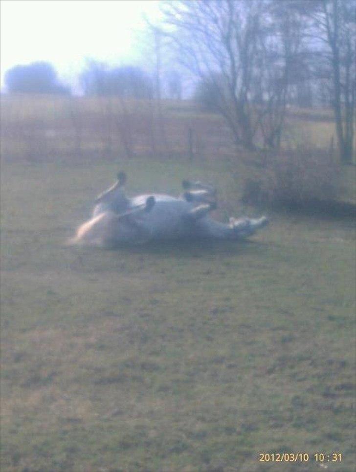 Anden særlig race Micky | Min ponymus <3 billede 9