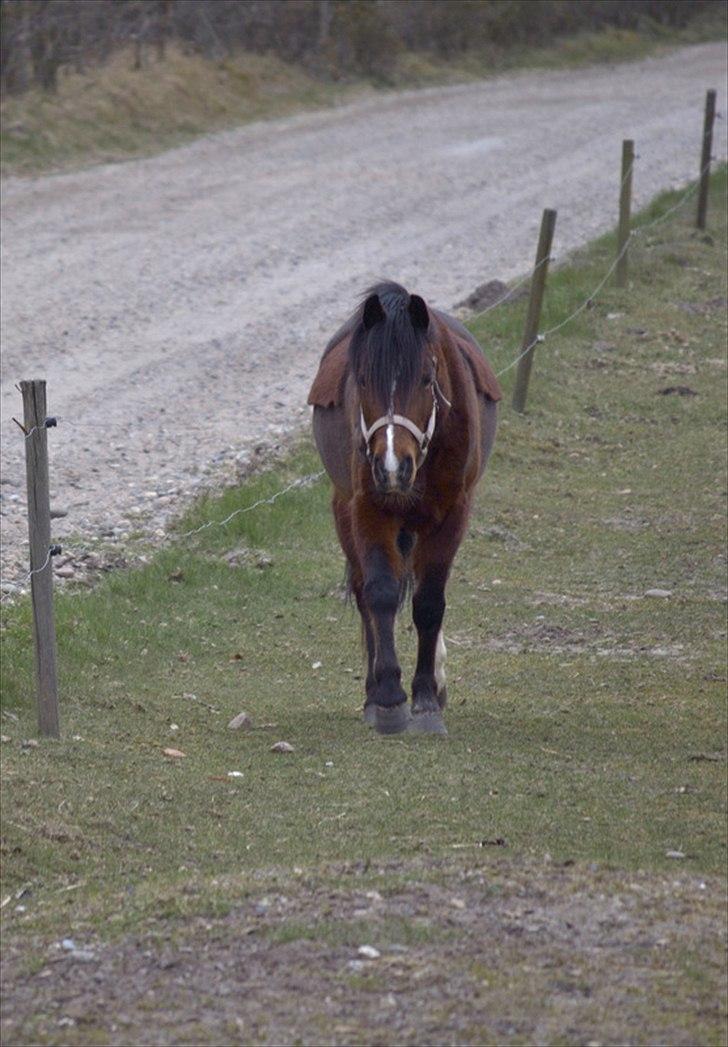 Hollandsk Sportspony no fear - http://mathildedanmarkphoto.weebly.com/ billede 19
