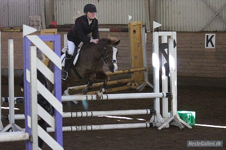 Welsh Pony (sec B) Mikkel - LC på Sønderskov + 3.Plads <3 billede 11