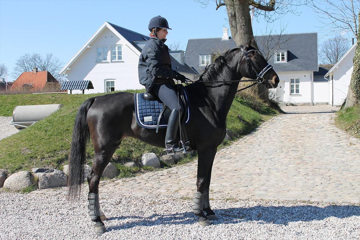 Dansk Varmblod Ajour billede 2