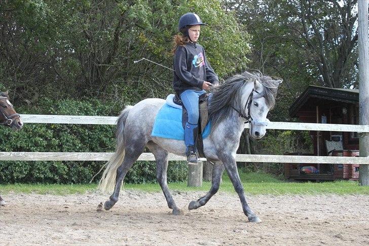 Dartmoor Godbjergs Nuggi<3<3 billede 1