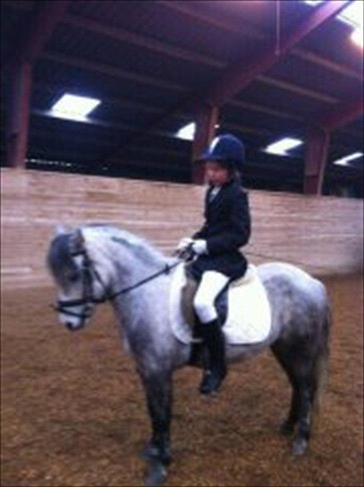 Dartmoor Godbjergs Nuggi<3<3 - første stævne<3 billede 2