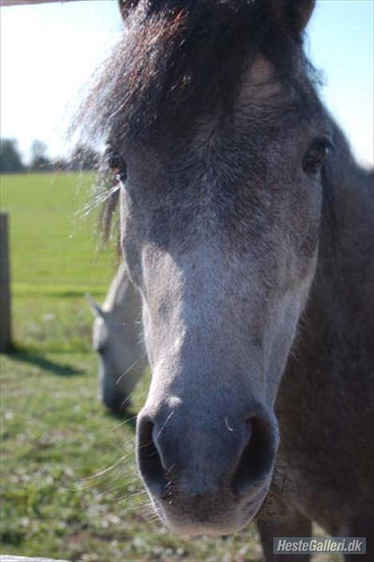 Dartmoor Godbjergs Nuggi<3<3 billede 3