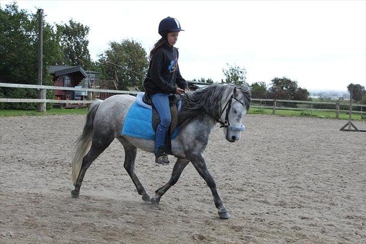 Dartmoor Godbjergs Nuggi<3<3 billede 4