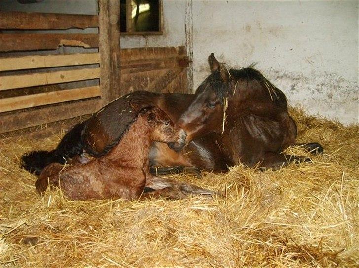 Anglo Araber (AA) Silke - Silke og Sativa hilser på hinanden for første gang. billede 20