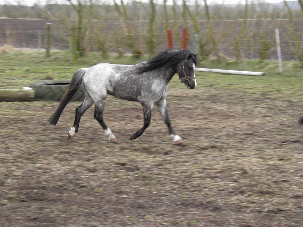 Welsh Mountain (sec A) Lærkegårdens Bad Boy .. Solgt .. - forår 2012 billede 14