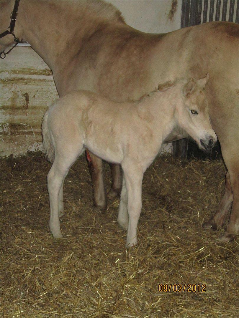 Fjordhest Melvejs Frecca billede 1