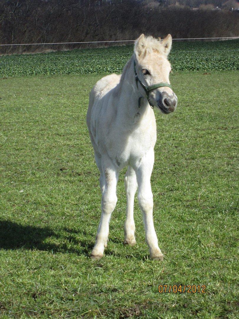 Fjordhest Melvejs Frecca billede 2