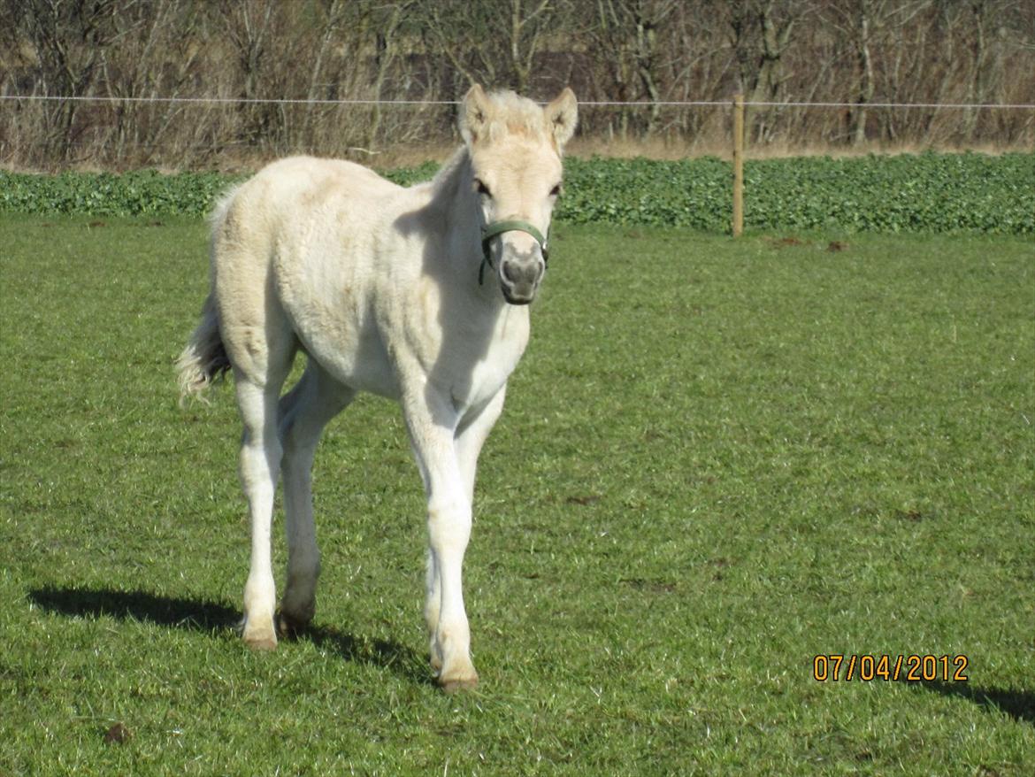Fjordhest Melvejs Frecca billede 3