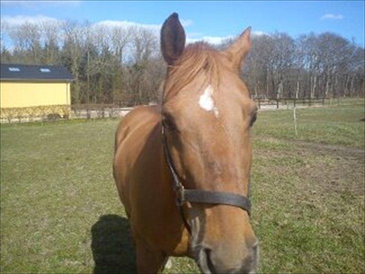 Anden særlig race Speedy  billede 1