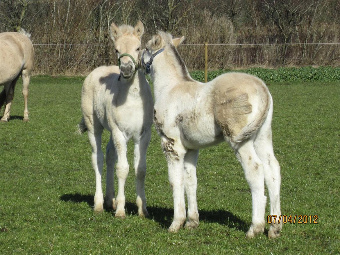 Fjordhest Melvejs Frecca billede 4
