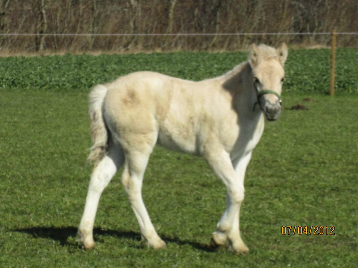 Fjordhest Melvejs Frecca billede 5