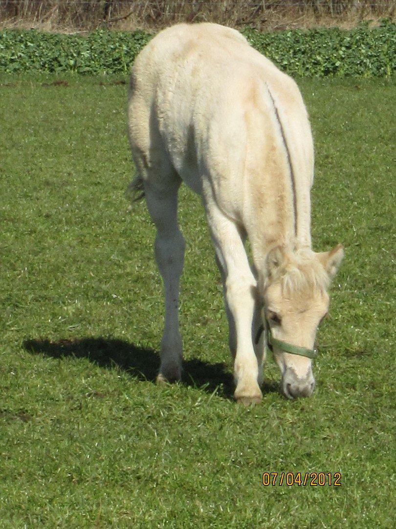 Fjordhest Melvejs Frecca billede 6