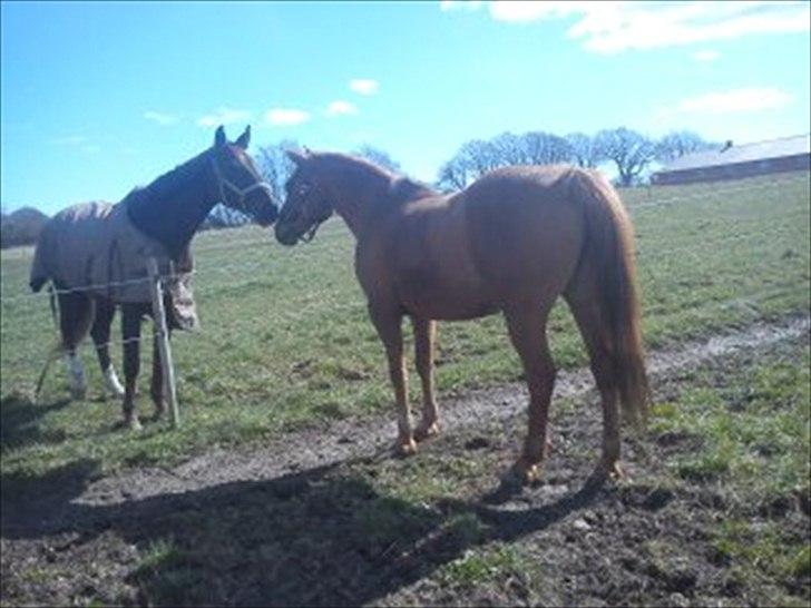 Anden særlig race Speedy  billede 3