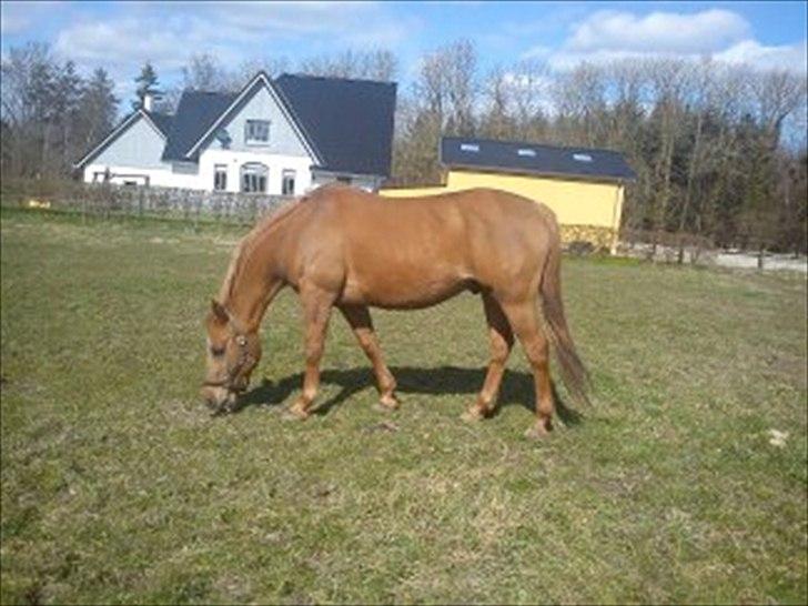 Anden særlig race Speedy  billede 4