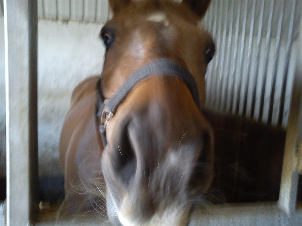 Anden særlig race Speedy  billede 5