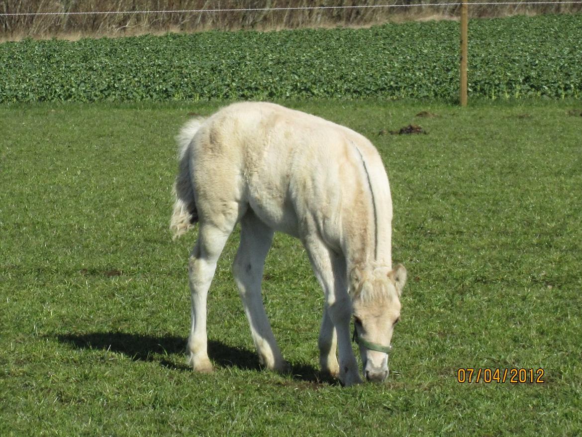 Fjordhest Melvejs Frecca billede 7