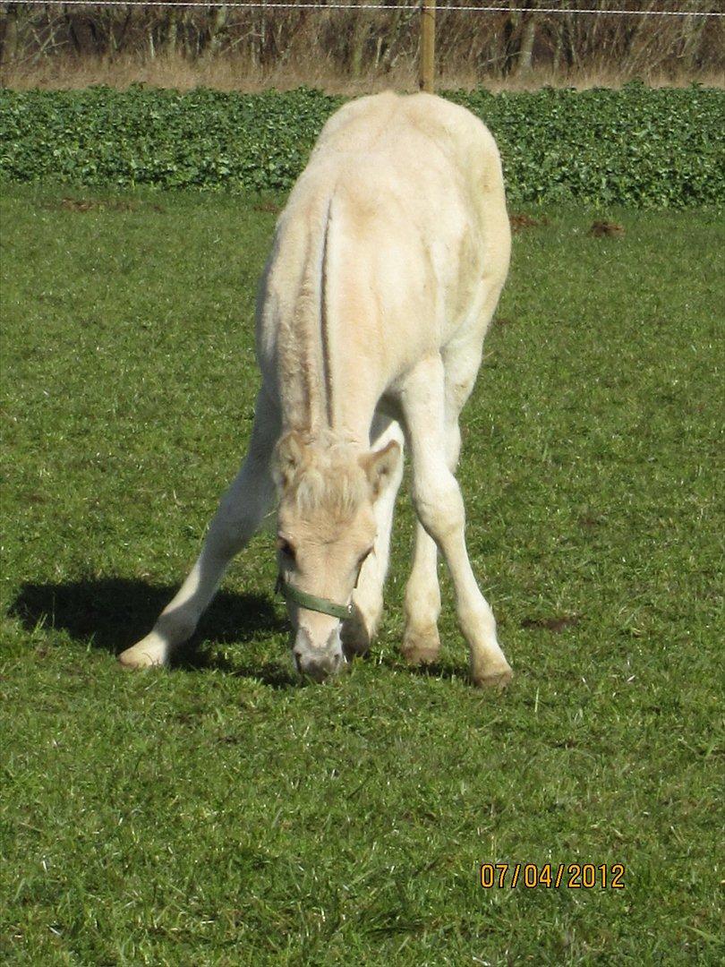 Fjordhest Melvejs Frecca billede 8