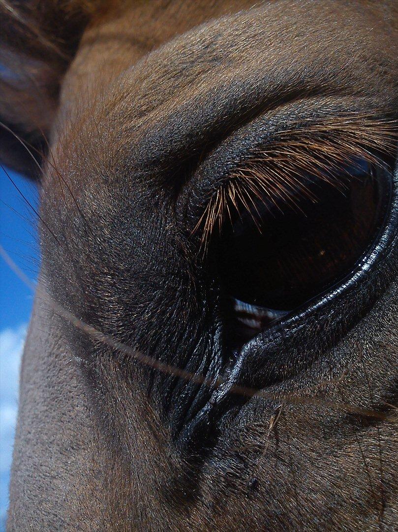 Anden særlig race Speedy  billede 6