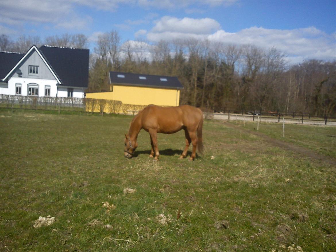 Anden særlig race Speedy  billede 7