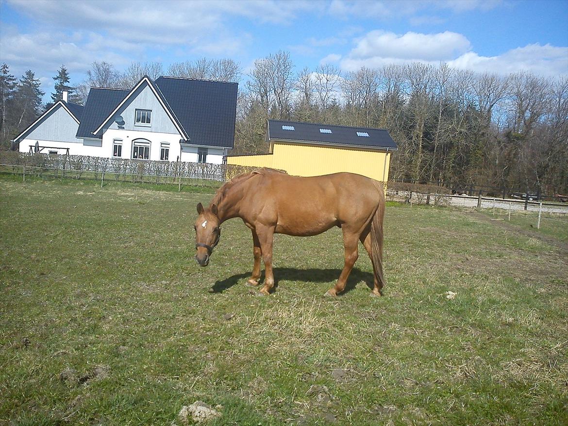 Anden særlig race Speedy  billede 8