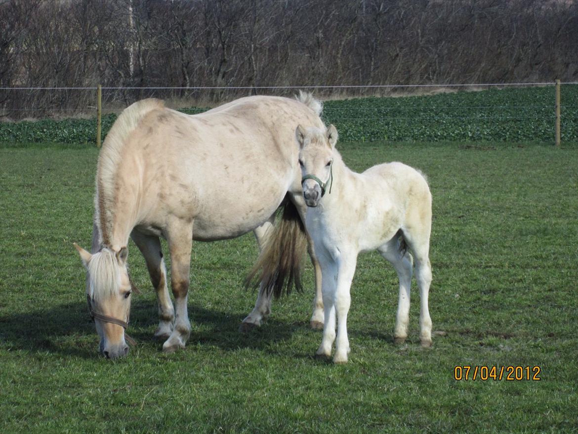 Fjordhest Melvejs Frecca billede 9