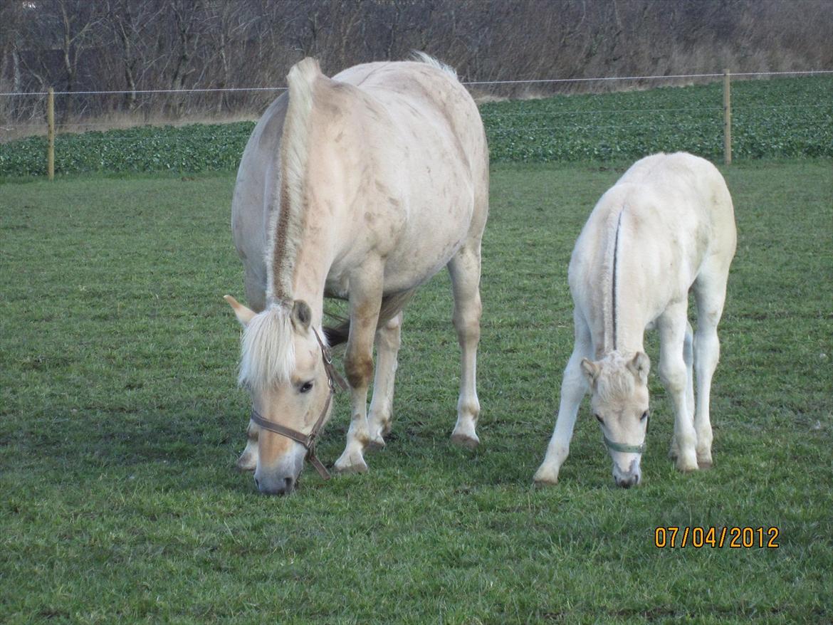 Fjordhest Melvejs Frecca billede 10