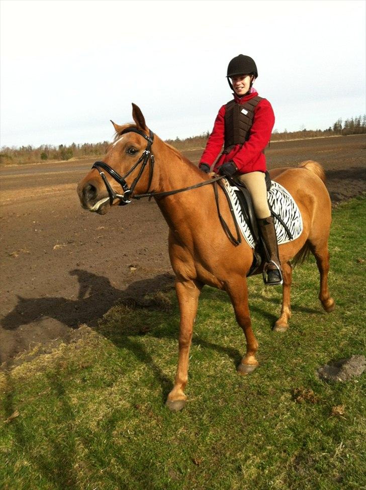 Anden særlig race Speedy  billede 10