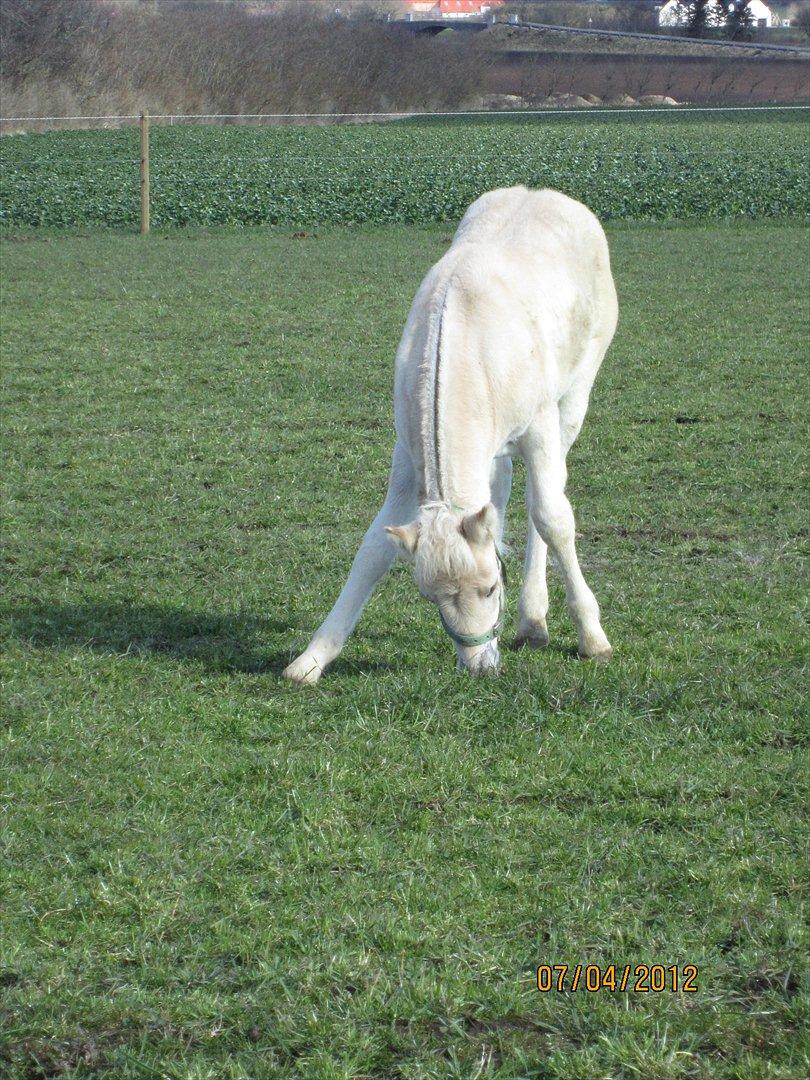 Fjordhest Melvejs Frecca billede 11