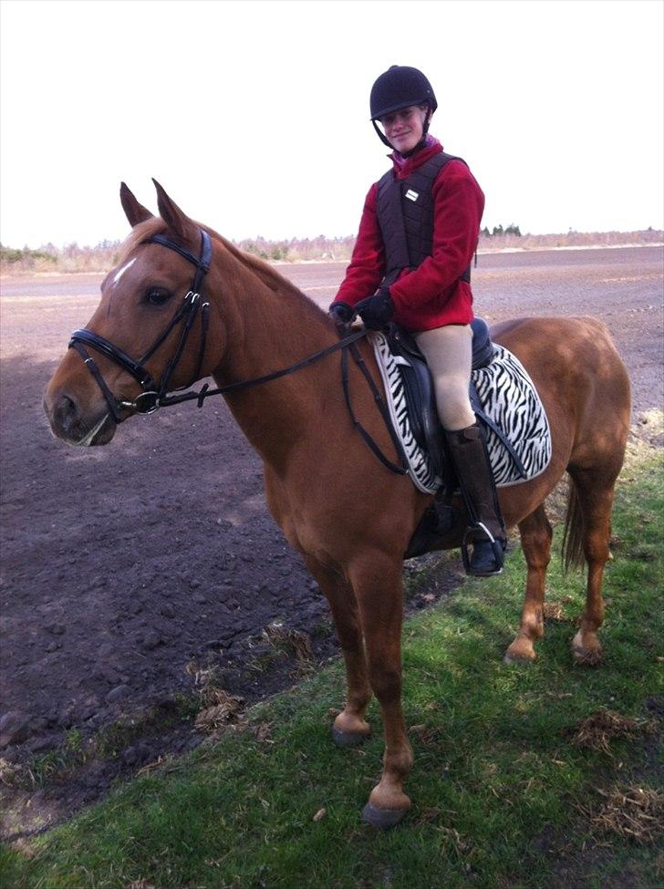 Anden særlig race Speedy  billede 11