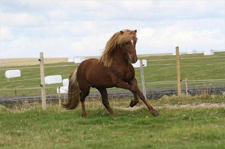 Islænder Spænir frá Neðra-Seli - 3 år billede 1