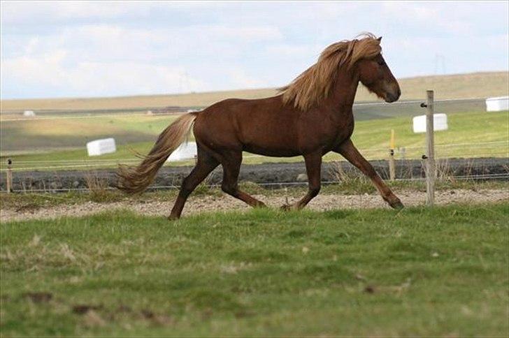 Islænder Spænir frá Neðra-Seli - 3 år billede 2