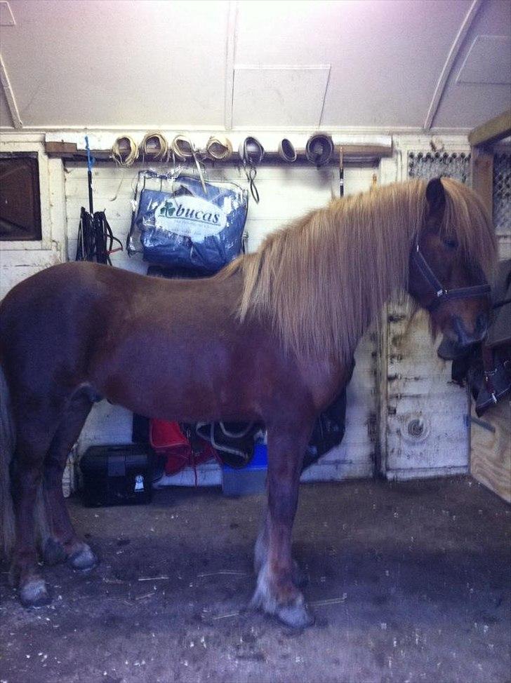 Islænder Spænir frá Neðra-Seli - Min smukke dreng :o) billede 3