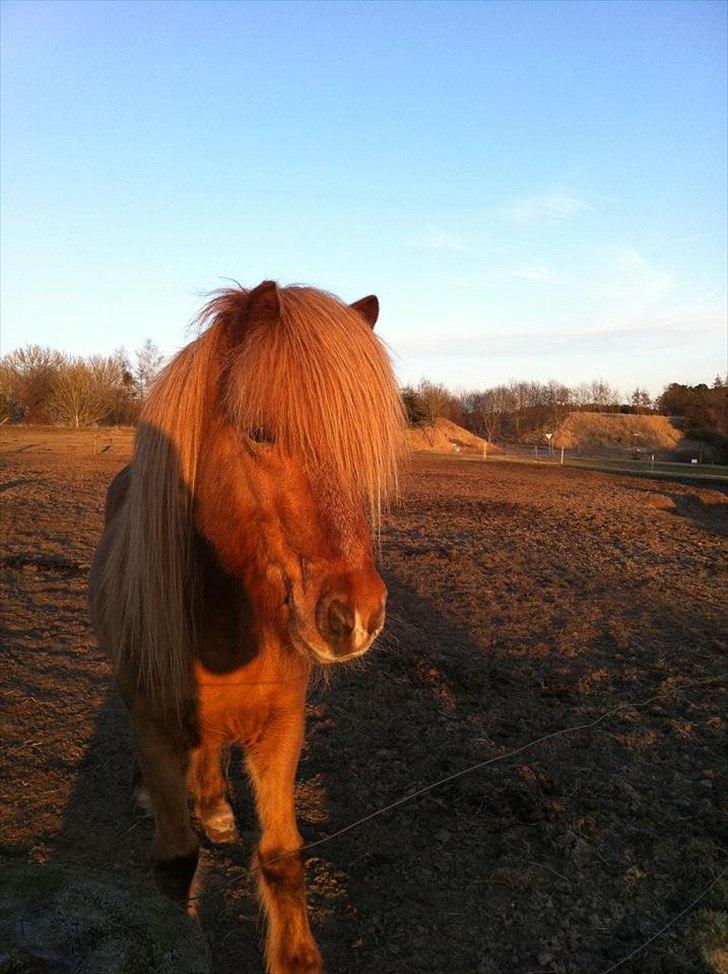 Islænder Spænir frá Neðra-Seli billede 4