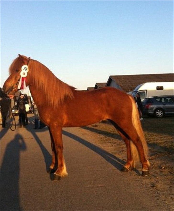 Islænder Spænir frá Neðra-Seli - Fra kåring i maj 2011 billede 5