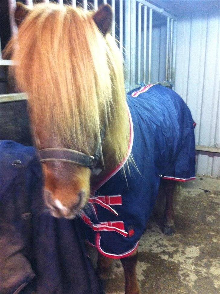 Islænder Spænir frá Neðra-Seli - . billede 6